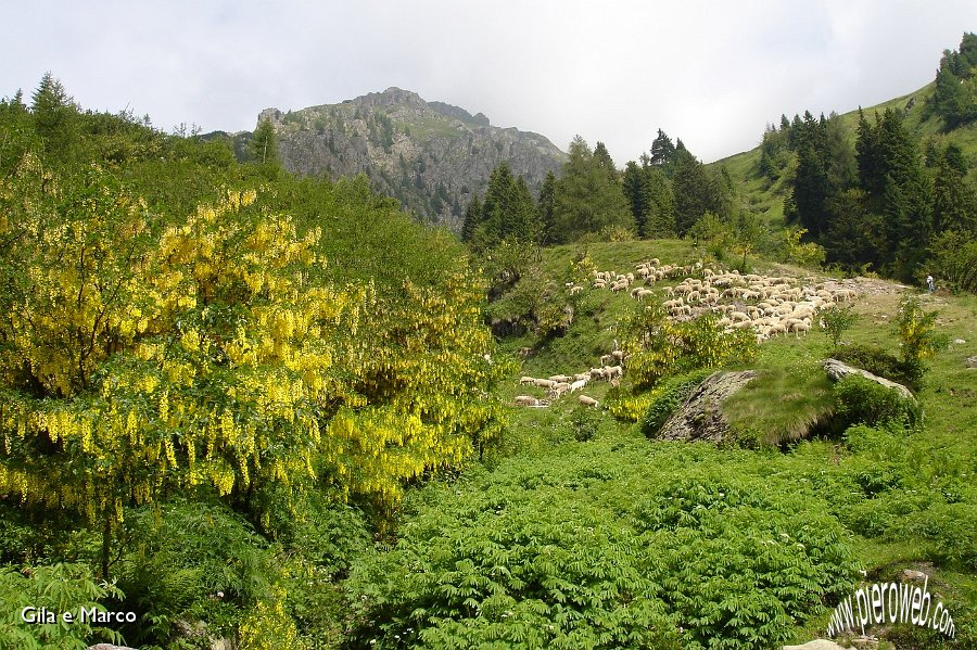 02 Sentiero costellato da maggiociondoli.jpg